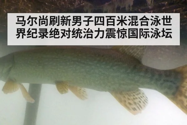 马尔尚刷新男子四百米混合泳世界纪录绝对统治力震惊国际泳坛